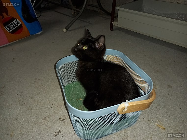 MeldungNr. 268'003 Vermisst Katze in 8773 Haslen GL