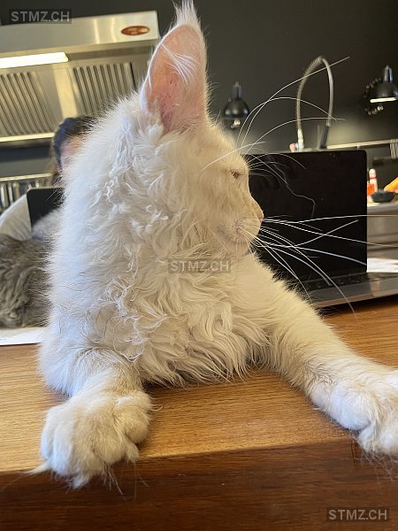 MeldungNr. 268'017 Vermisst Katze in 8008 Zürich
