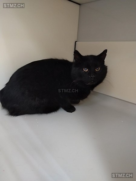 MeldungNr. 268'023 Gefunden Katze in 8427 Freienstein