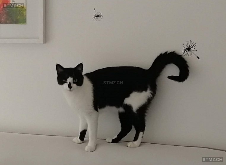 MeldungNr. 268'044 Vermisst Katze in 8006 Zürich