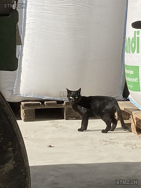 Avis n° 268'040 Trouvé Chat à 8718 Schänis