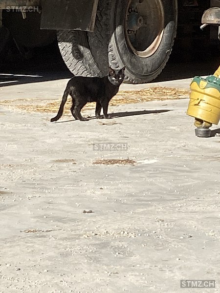 Avis n° 268'040 Trouvé Chat à 8718 Schänis