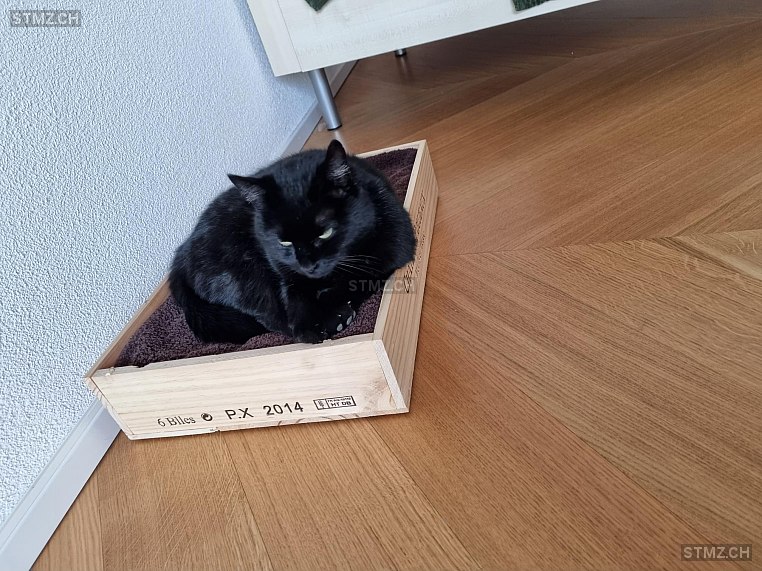 MeldungNr. 268'097 Vermisst Katze in 8222 Beringen