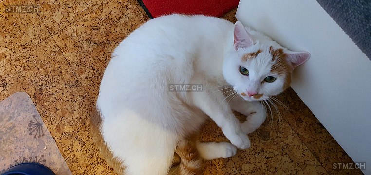 MeldungNr. 268'098 Vermisst Katze in 3852 Ringgenberg BE