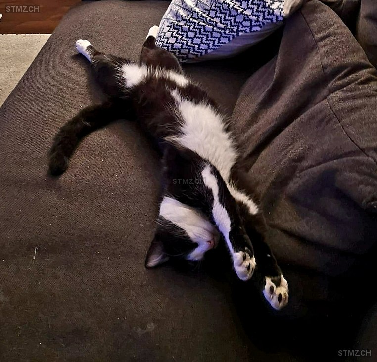 MeldungNr. 268'108 Vermisst Katze in 8853 Lachen SZ