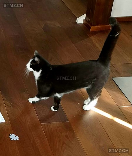 MeldungNr. 268'108 Vermisst Katze in 8853 Lachen SZ