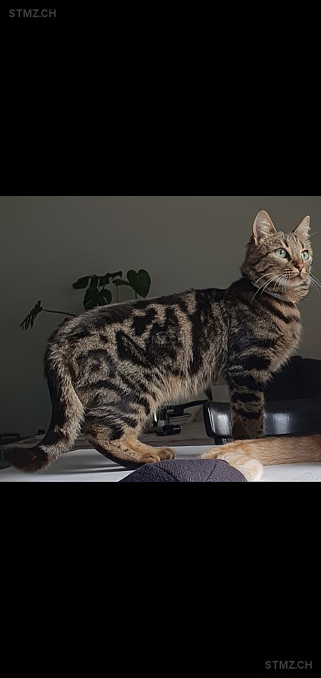 MeldungNr. 268'124 Vermisst Katze in 8048 Zürich