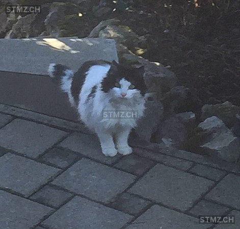 MeldungNr. 268'148 Gefunden Katze in 3048 Worblaufen
