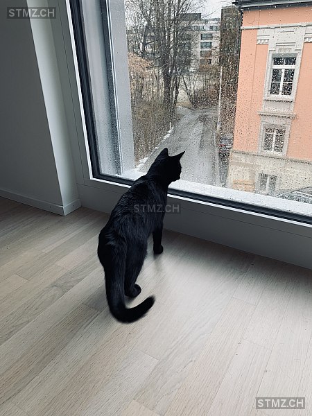 MeldungNr. 268'156 Vermisst Katze in 9014 St. Gallen
