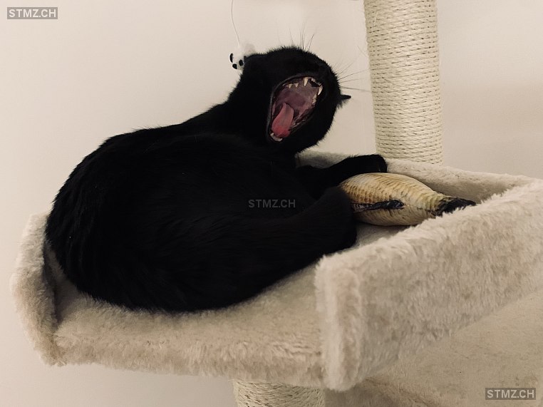 MeldungNr. 268'156 Vermisst Katze in 9014 St. Gallen