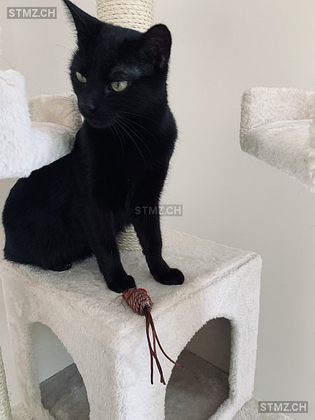 MeldungNr. 268'156 Vermisst Katze in 9014 St. Gallen