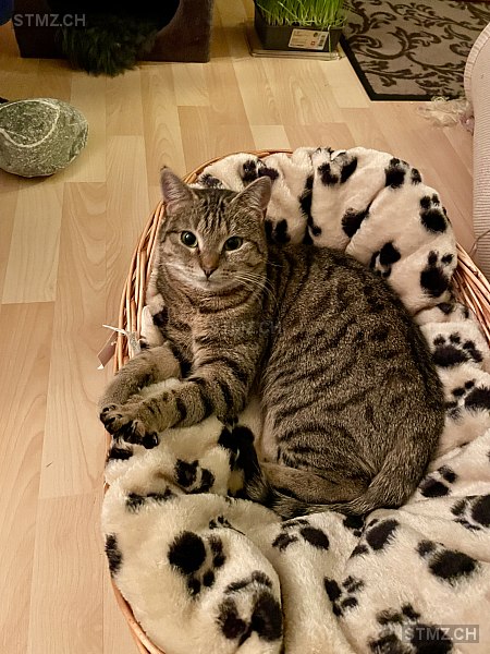 MeldungNr. 268'162 Vermisst Katze in 6330 Cham
