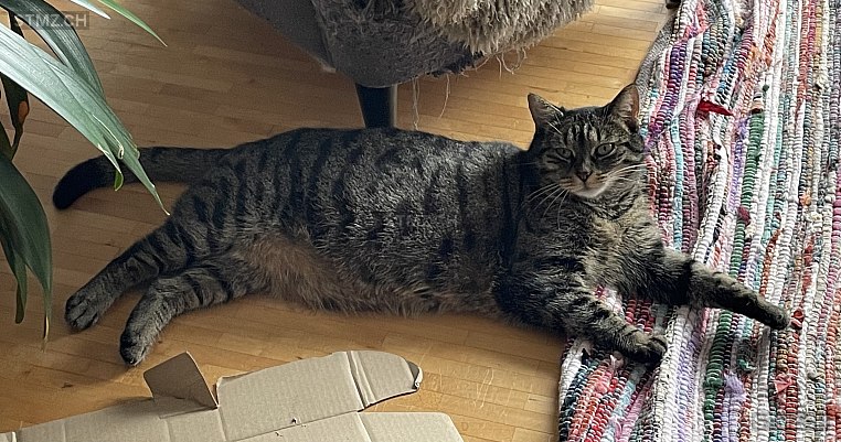 MeldungNr. 268'173 Vermisst Katze in 3665 Wattenwil