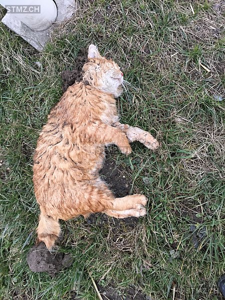 MeldungNr. 268224 Gefunden Katze in 9517 Mettlen