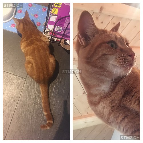 MeldungNr. 183'810 Vermisst Katze in 3045 Meikirch