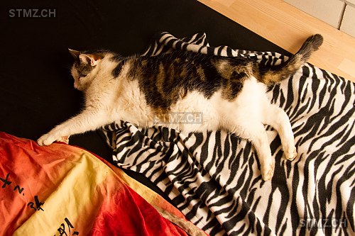 MeldungNr. 152'773 Vermisst Katze in 5213 Villnachern