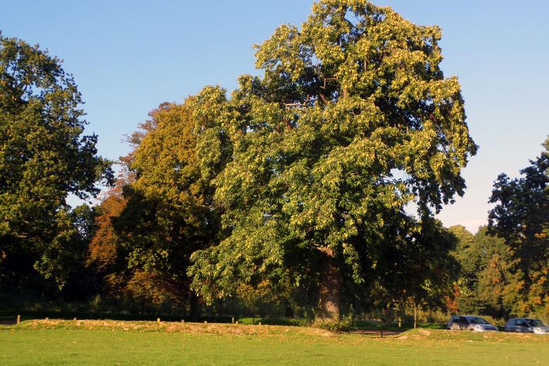 Sweet chestnut tree Free Stock Photo by Chas Mac on