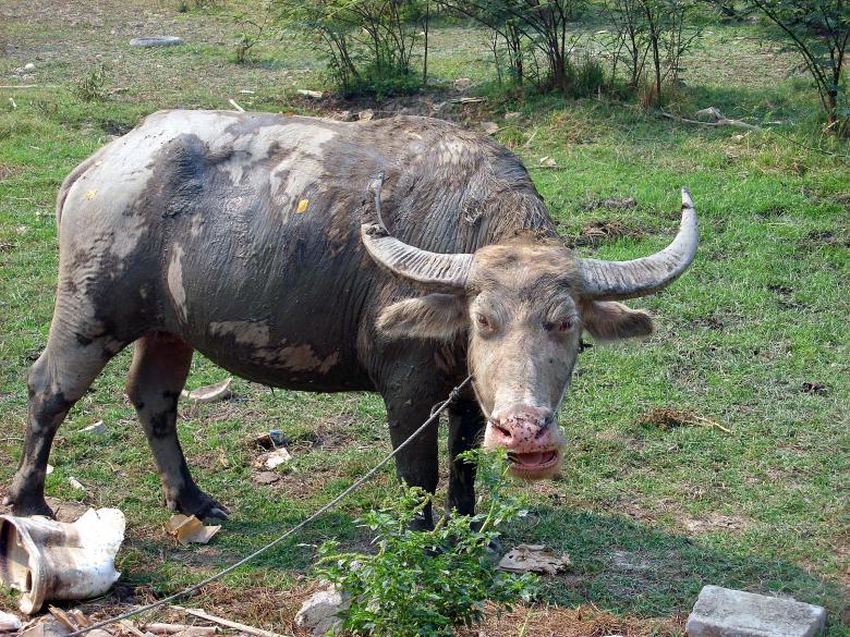 Female Water Buffalo Free Stock Photo by Chas Mac on