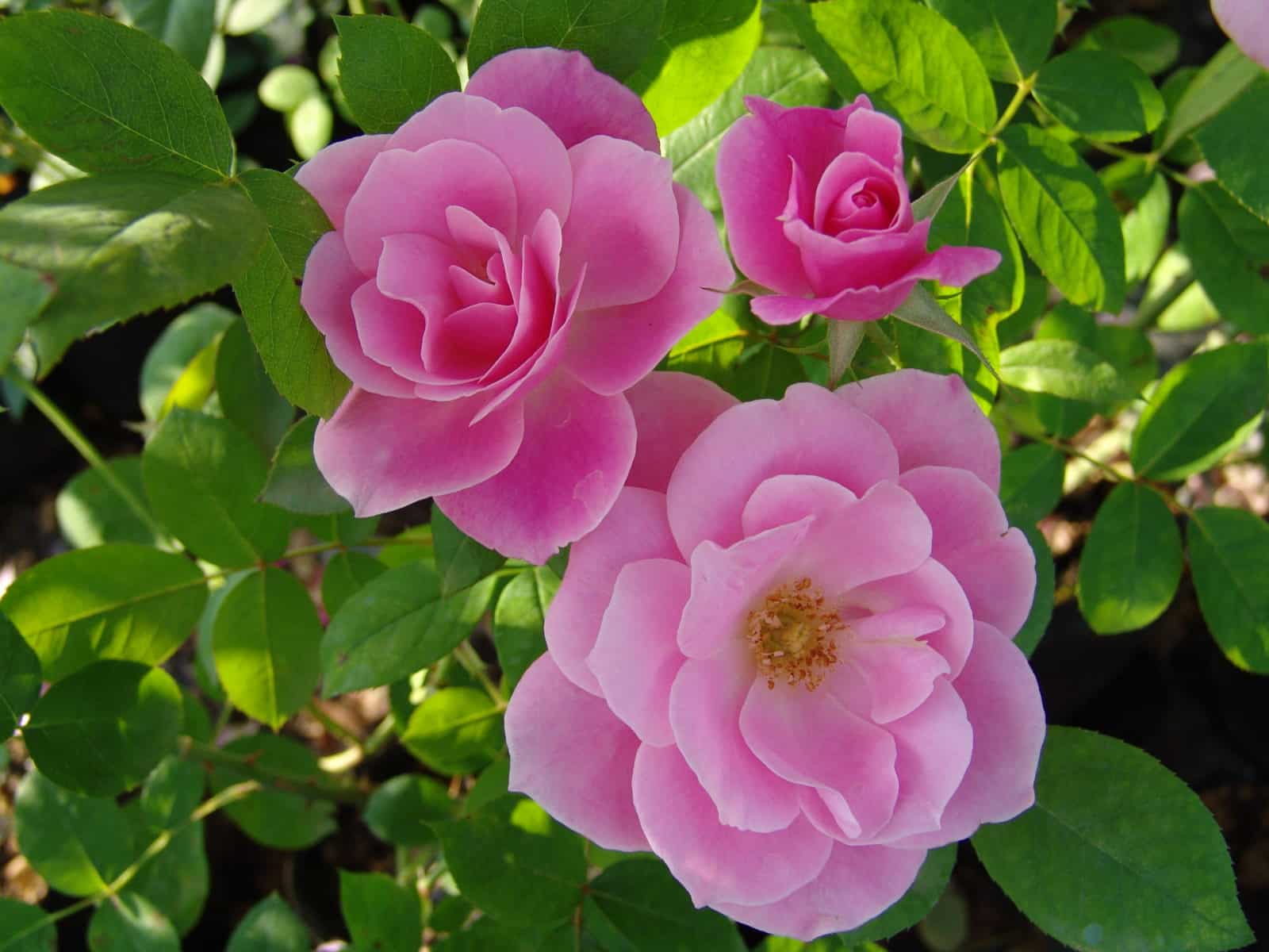 MYSTERIOUS SIMPLICITY ROSE 19CM Stodels