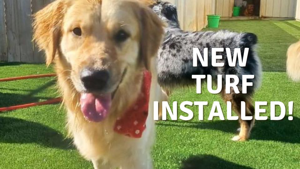 Stonebridge Kennels Dog Services Rockford, Loves Park, Roscoe, IL