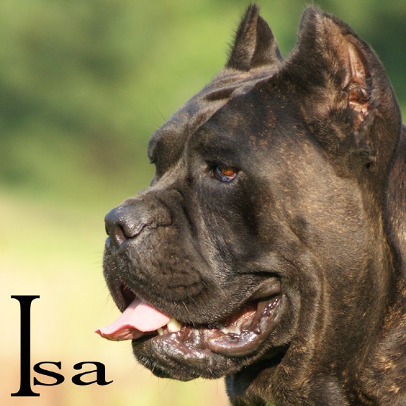 StoneCroft Cane Corso Italian Mastiffs Located in Virginia