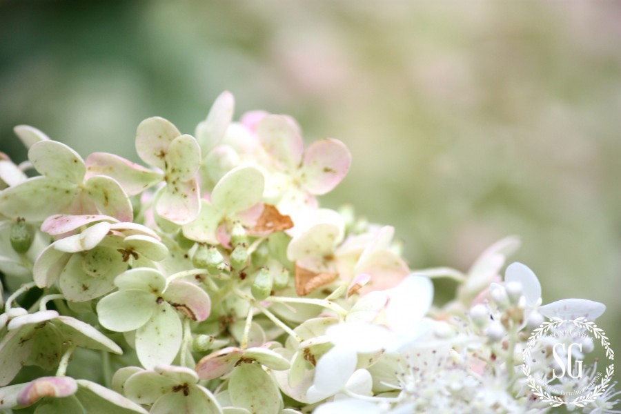 Why does a hydrangea wilt?