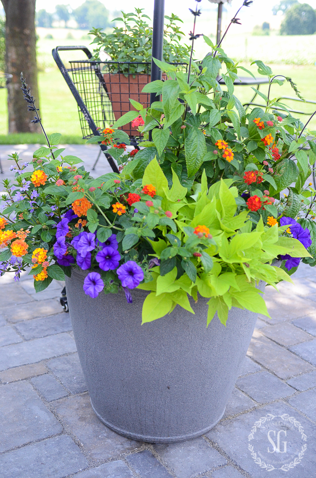 FABULOUS SUMMER POTS... HOW TO KEEP THEM BEAUTIFUL IN SUMMER HEAT