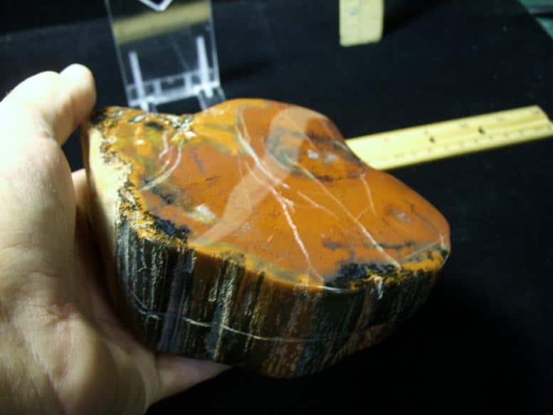 Arizona Petrified Wood (102519g) The Stones & Bones Collection