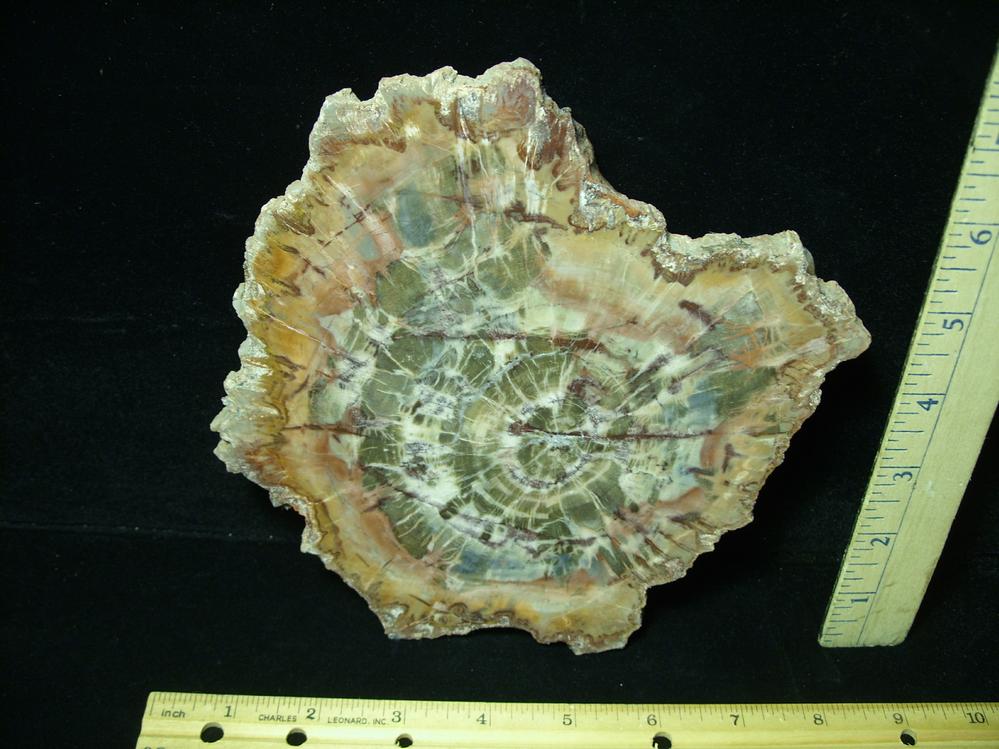 Arizona Petrified Wood (050621m) The Stones & Bones Collection