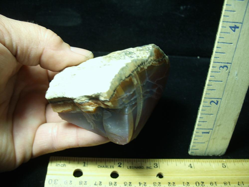 Arizona Petrified Wood (052821a) The Stones & Bones Collection