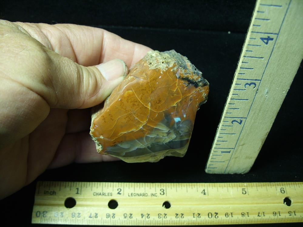 Arizona Petrified Wood (052821c) The Stones & Bones Collection