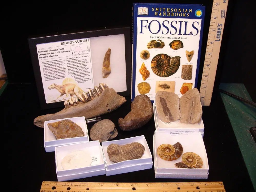 10 Count Fossil Kit (111621f) The Stones & Bones Collection