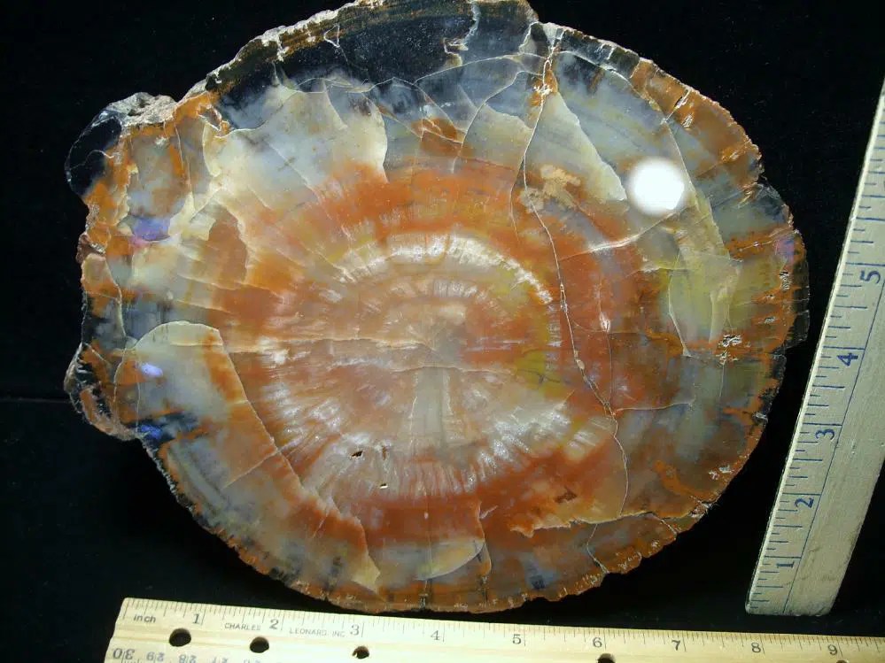 Arizona Petrified Wood (121421a)ON HOLD 011922 Bob E The Stones & Bones Collection