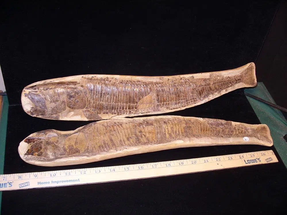 Santana Formation Fossil Fish (121421p) The Stones & Bones Collection