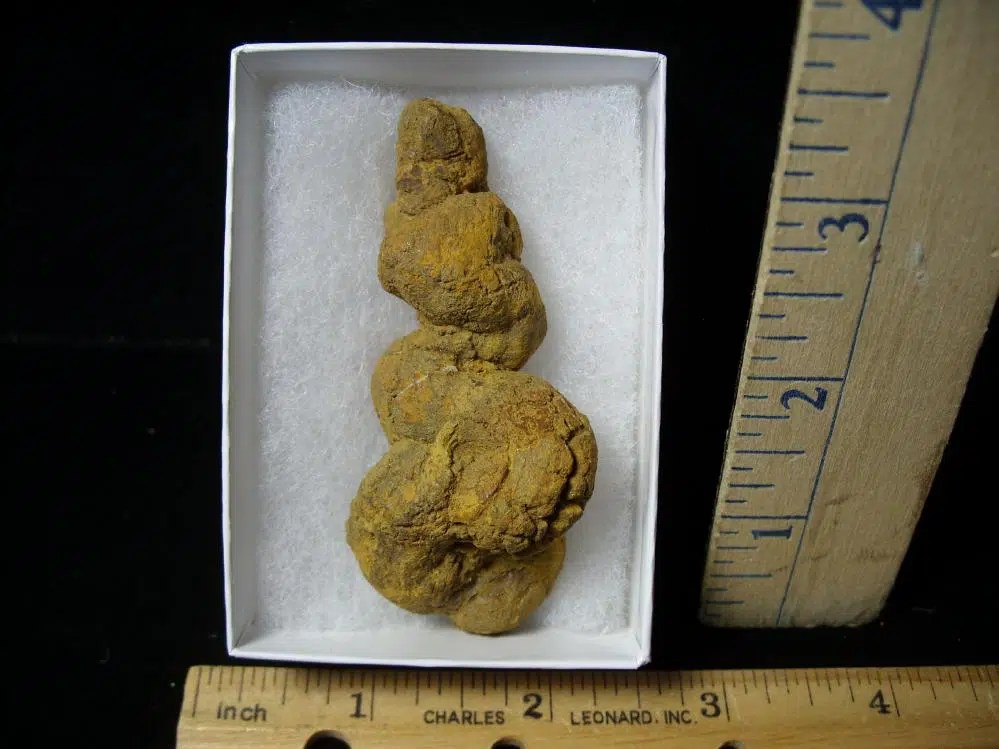 "Coprolite "Fossilized Dung Specimen (121621e) The Stones & Bones
