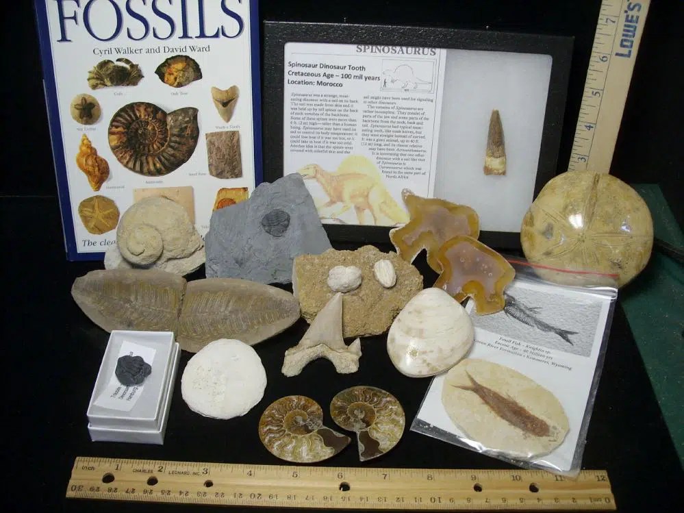 “Big 12 ” Deluxe Fossil Kit (122121b) The Stones & Bones Collection