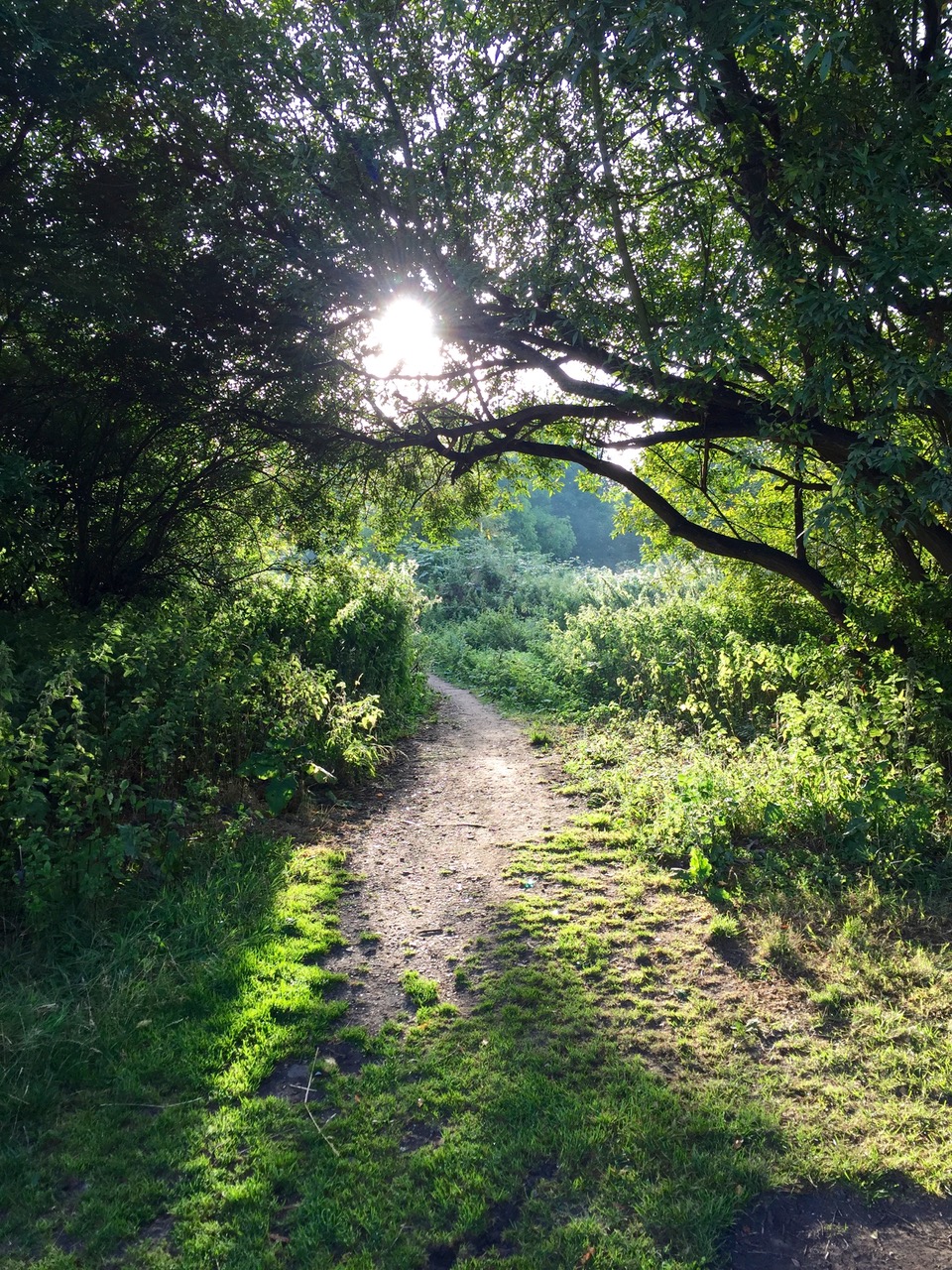The Essential Teaching of Buddhist Practice and how it influences my