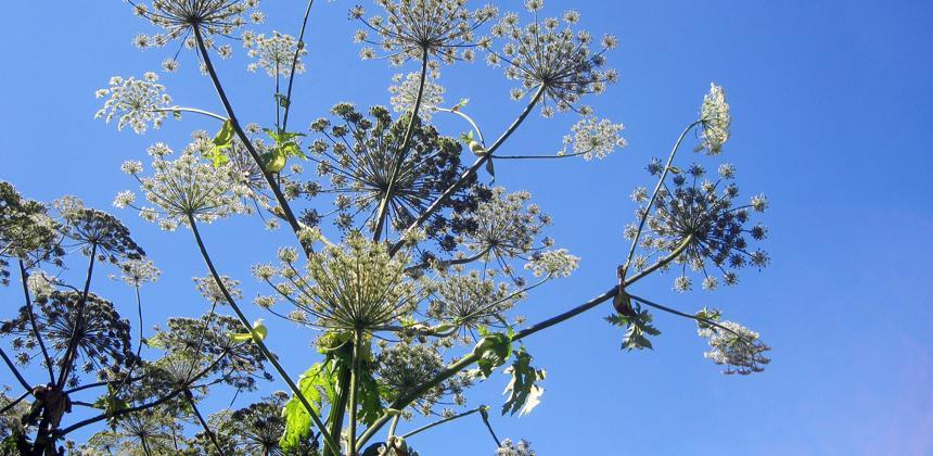 Berce du Caucase STOP invasives