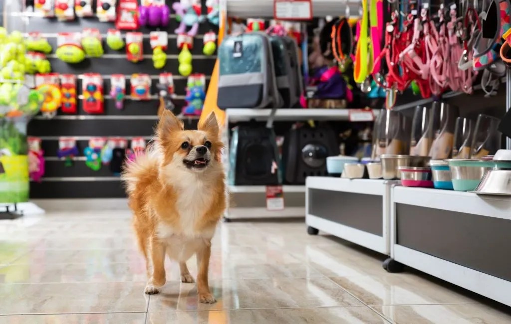 Creative Pet Store Displays Boost Sales with EyeCatching Ideas
