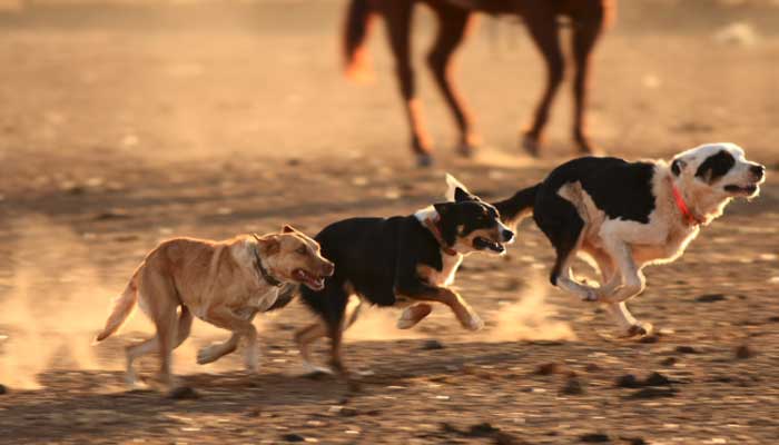 10 Animals That Can Predict Natural Disasters