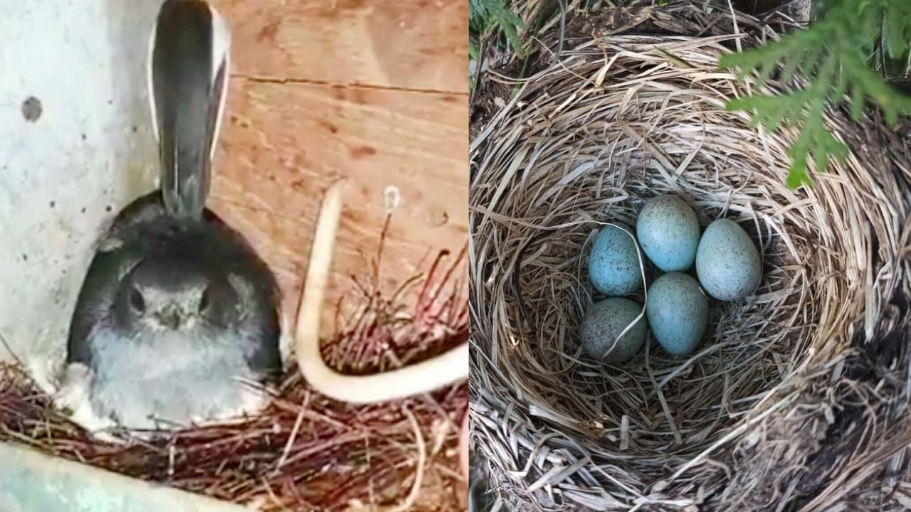 Bird Lays Eggs In Switchboard, Villagers Turn Off Streetlights To