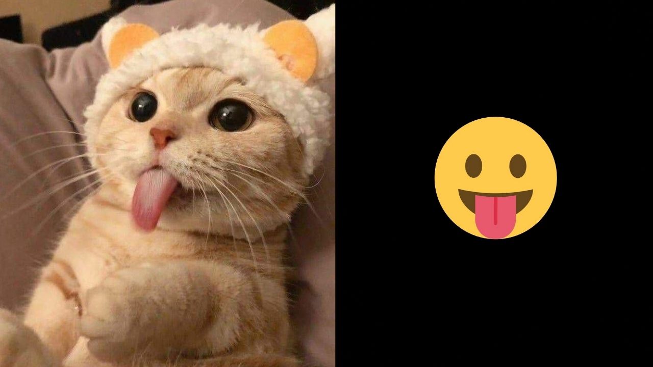 Purrfect Twitter Thread Compares Funny Cat Faces To