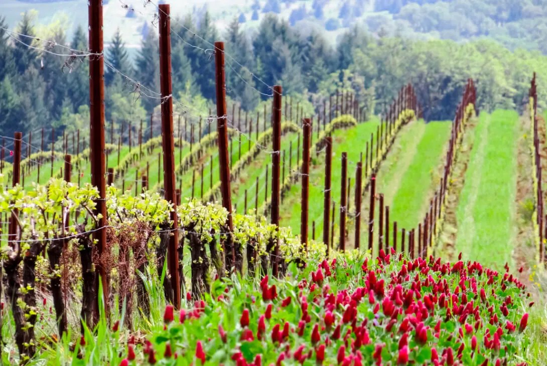 Cover Crop Seed Stover Seed