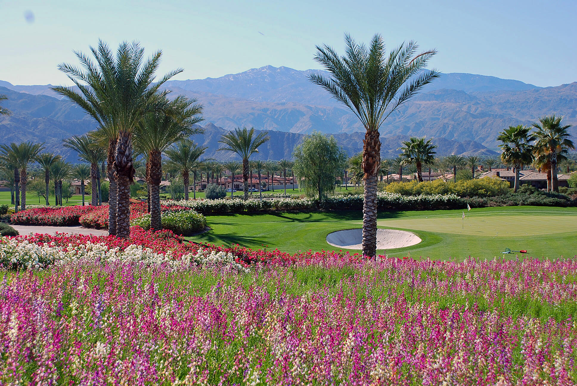 Golf Course Grass Seed Solutions Kentucky Bluegrass, Kikuyu Grass