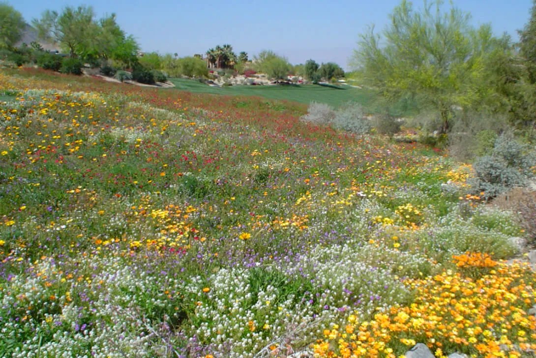 Golf Course Grass Seed Solutions Kentucky Bluegrass, Kikuyu Grass