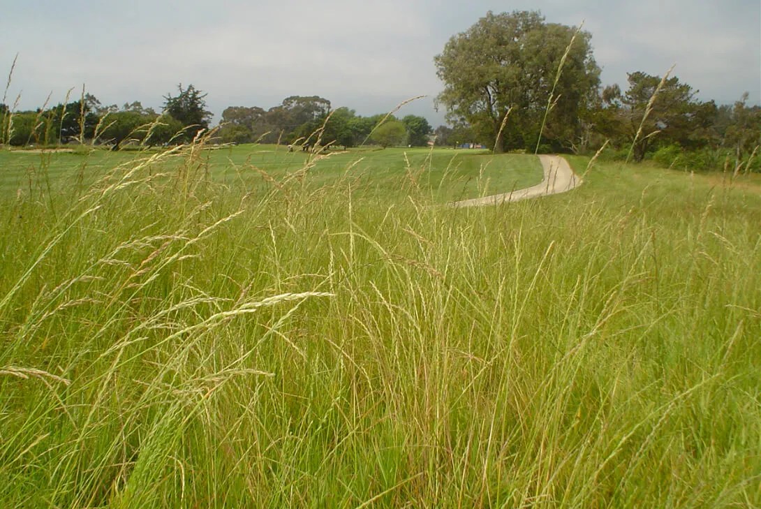 Golf Course Grass Seed Solutions Kentucky Bluegrass, Kikuyu Grass