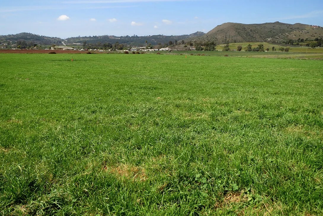 Pasture Seed Stover Seed