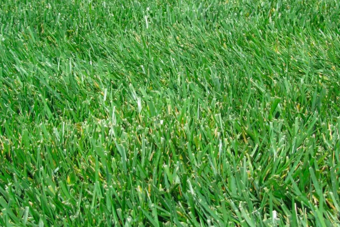 Turf Grass Seeds Supplier Bermuda Grass, Rye Grass, Blue Grass