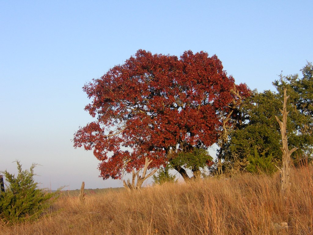 Spanish Oak Stowers Ranch