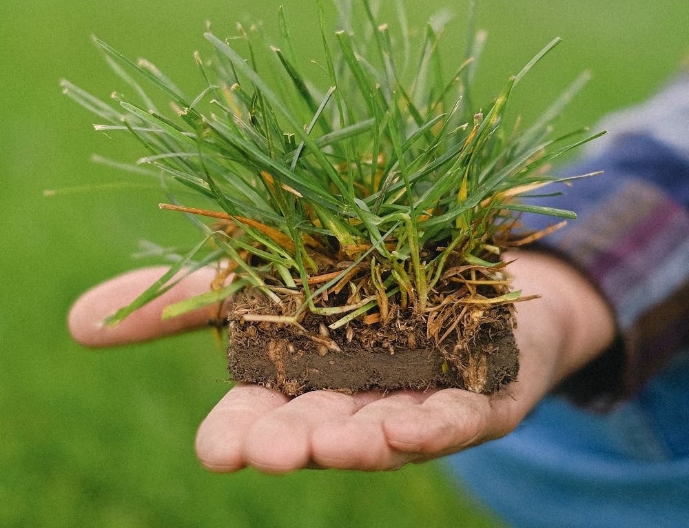 Top 5 Best Grass Seeds for Sandy Soil in [year]